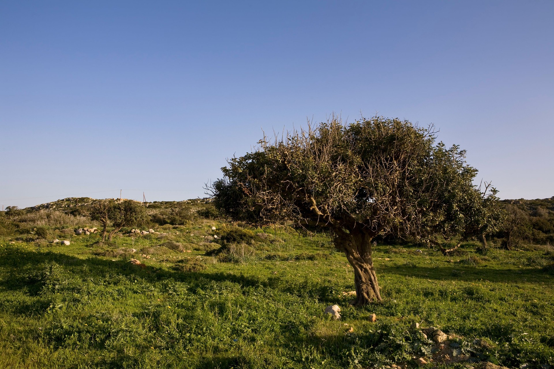 Olive Tree in a green field, Cyprus